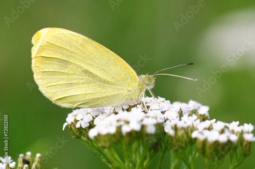 Bielinek rzepnik - Pieris rapae