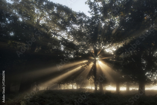 Sun beams shining through trees in forest on foggy Autumn Fall s