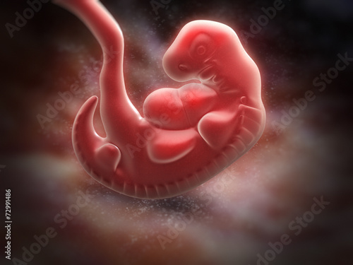 human embryo at the end of 5 weeks