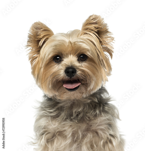 Yorkshire Terrier (4 years old)