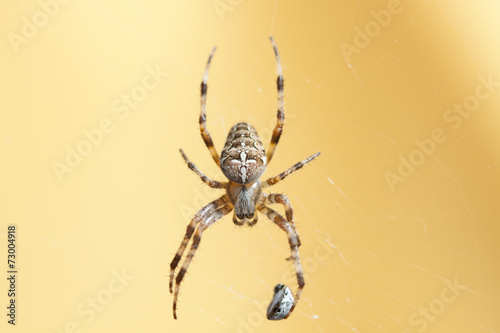 Macro of spider on color background, narrow focus