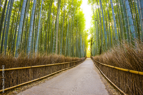 Kioto, Japonia Las bambusowy