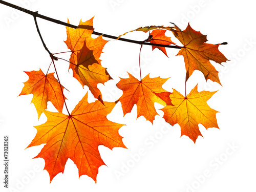 orange autumn maple leaves isolated on white