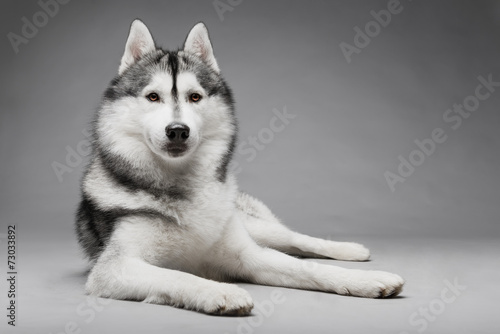 Portrait of siberian husky on gray background