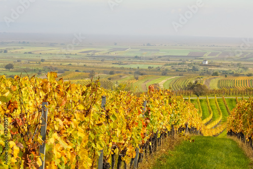 Reihe eines Weingarten im Herbst mit Kapelle