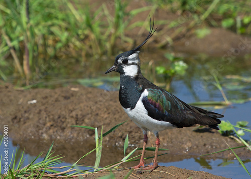 Lapwing