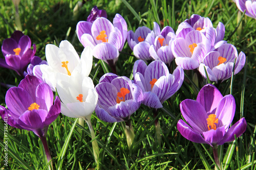 purple crocuses