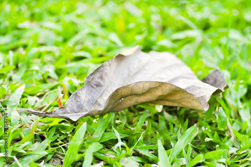 brown leaf on the green grass