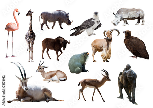 African animals
