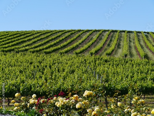 A wine vineyard in Clare valley in South Australia