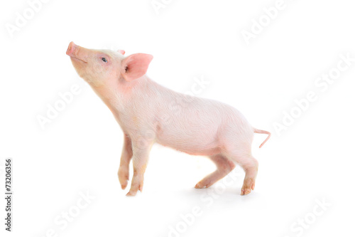 pig