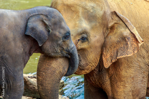 elephant and baby elephant