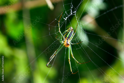 Green spider and spider web