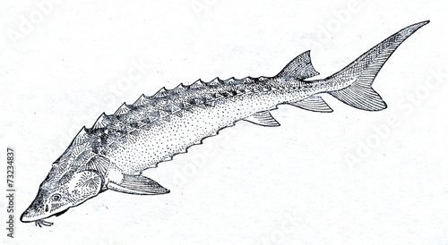 Russian sturgeon (Acipenser gueldenstaedtii)