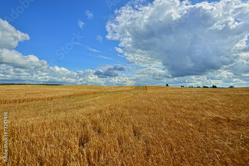 Summer sunny Landscape with grain field in Russia.