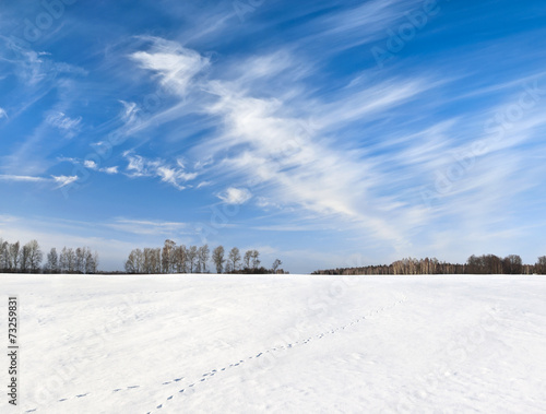 Fox trace on snowy field under windy sky