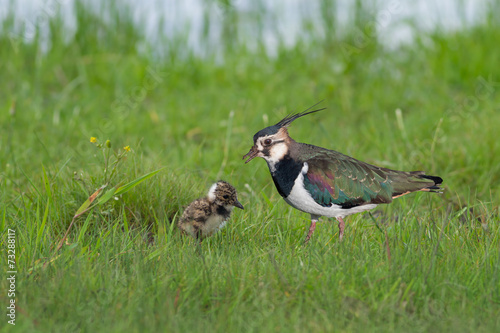 Northern Lapwing