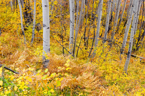 autumn aspen forest