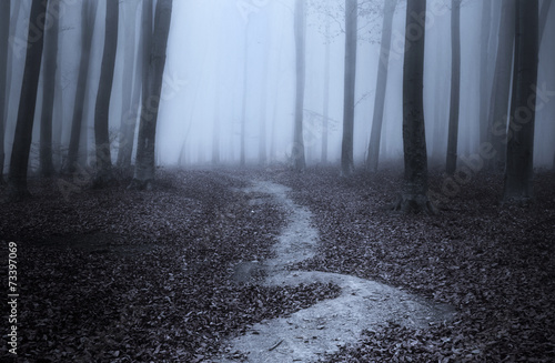 Dark trail in spooky forest during a foggy day