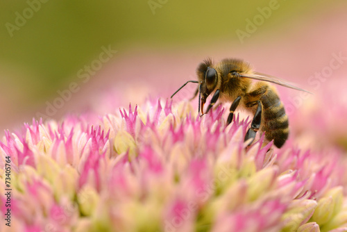Honey bee feeding on sedum flower
