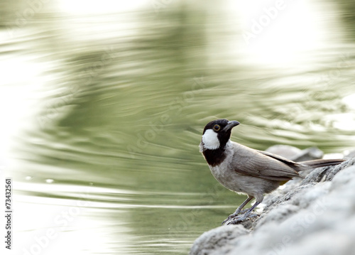 Beautiful white cheeked bulbul near a pond