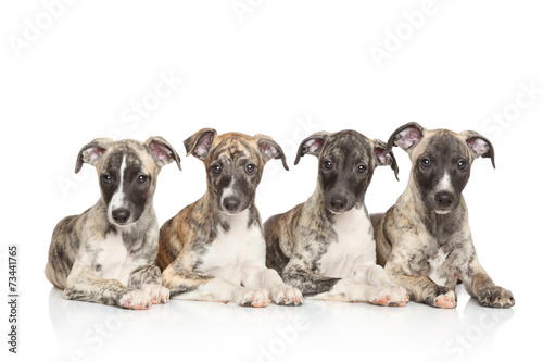 Whippet puppies
