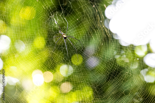 Nephila pilipes spider