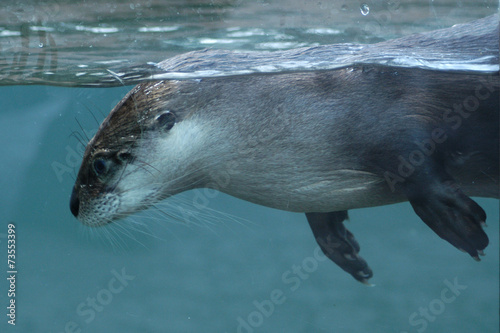 North American river otter (Lontra canadensis).