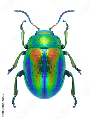 Beetle Chrysolina fastuosa