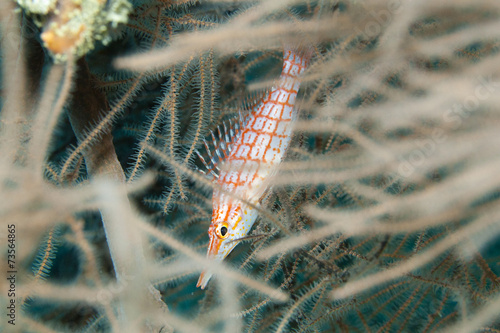 longnose hawkfish