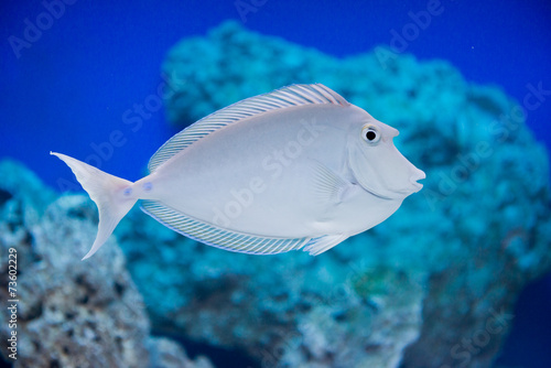 Naso unicornis - bluespine unicornfish