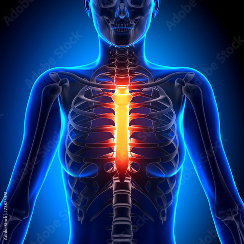 Female Sternum - Anatomy Bones