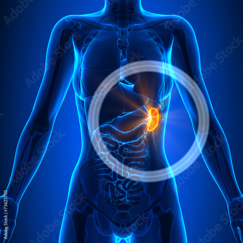 Spleen - Female Organs - Human Anatomy