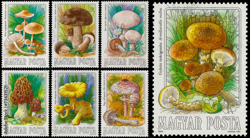Set of stamps printed in Hungary shows edible mushrooms