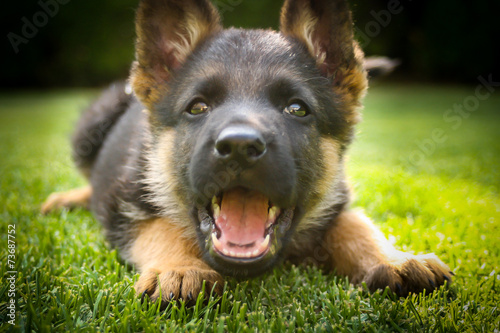 German shepherd puppy playing on a warm summer day