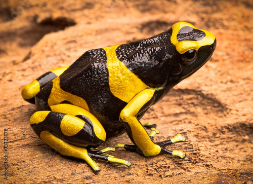 yellow banded poison arrow frog