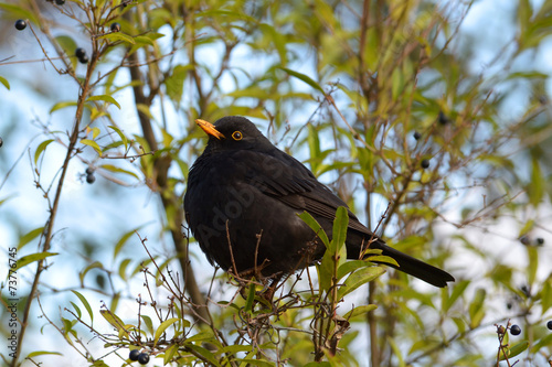 Blackbird on tree