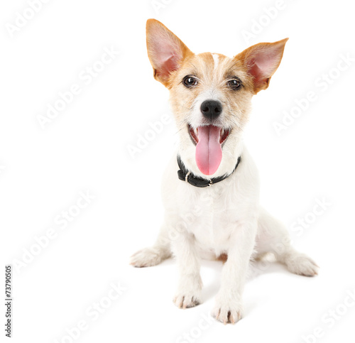 Funny little dog Jack Russell terrier, isolated on white