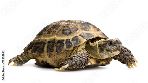 tortoise closeup isolated on white