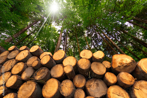 Wooden Logs with Forest on Background