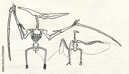 Skeletons of pteranodon and condor (S.W. Williston)