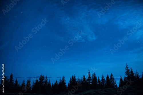 Forest of pine trees under blue dark night sky