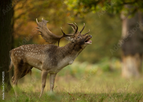 Male fallow deer (Dama dama) during rut in autumn