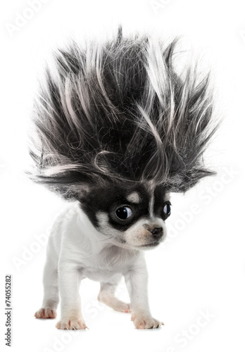 Chihuahua puppy small dog with crazy troll hair