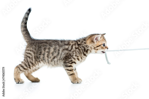 playful kitten cat pulls cord isolated on white