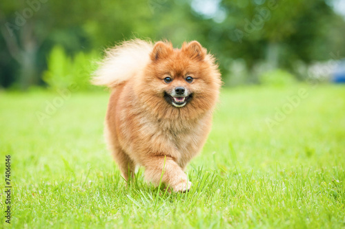 Miniature spitz walking