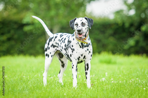 Dalmatian dog standing on the grass