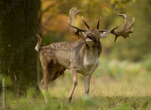 Fallow deer (Dama dama) during the rut, UK