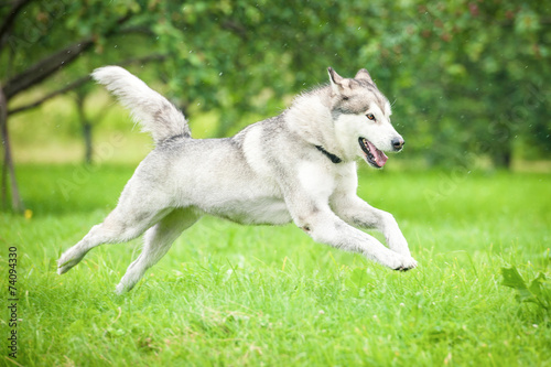 Alaskan malamute running on a rainy day