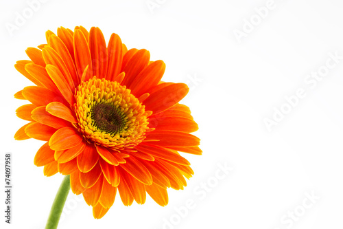 Orange flower of gerber isolated on white background